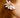 Ear cuff fleur de marguerite