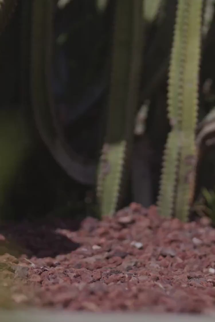Chaîne de cheville argentée avec fleur